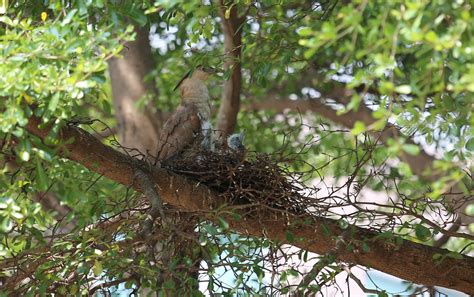 小鳥在陽台築巢